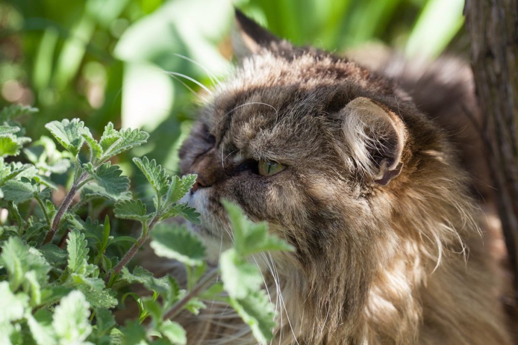 Erba gatta per gatti: cos’è, usi e che effetto fa