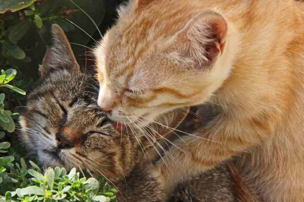 gatti con felv che si leccano