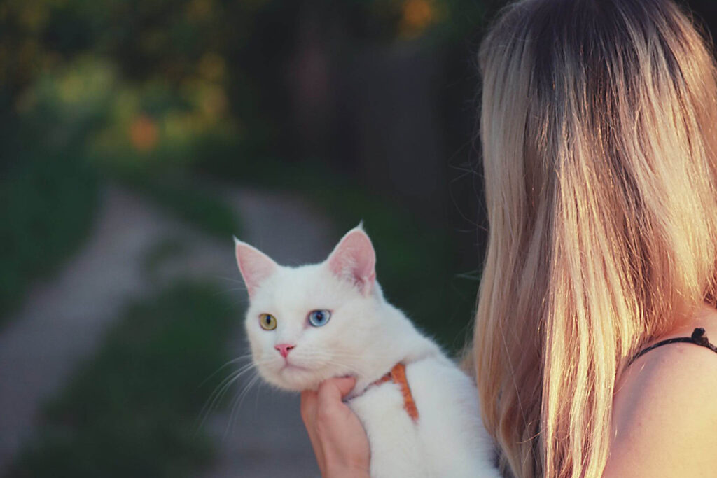 gatto bianco con la felv