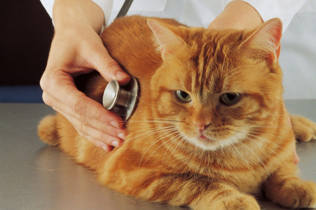 veterinario diagnostica la felv