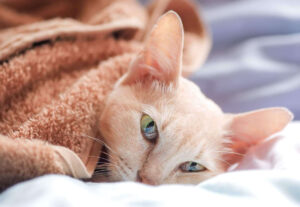 FELV nel gatto: che cosa è, cause, cure e prevenzione