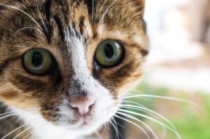 FIP gatto: che cos’è, cause, sintomi, come riconoscerla e possibili cure