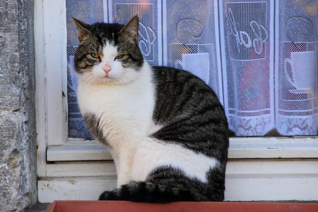 gatto sul davanzale della finestra