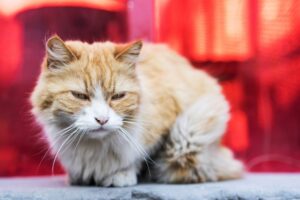 FIV gatto: che cos’è, cause, sintomi, come riconoscerla e possibili cure