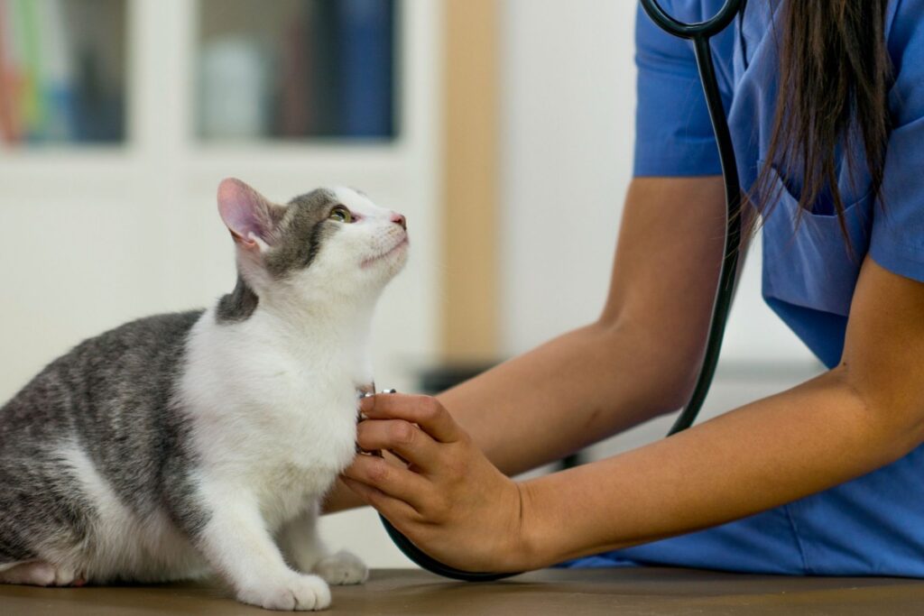 gattino dal veterinario