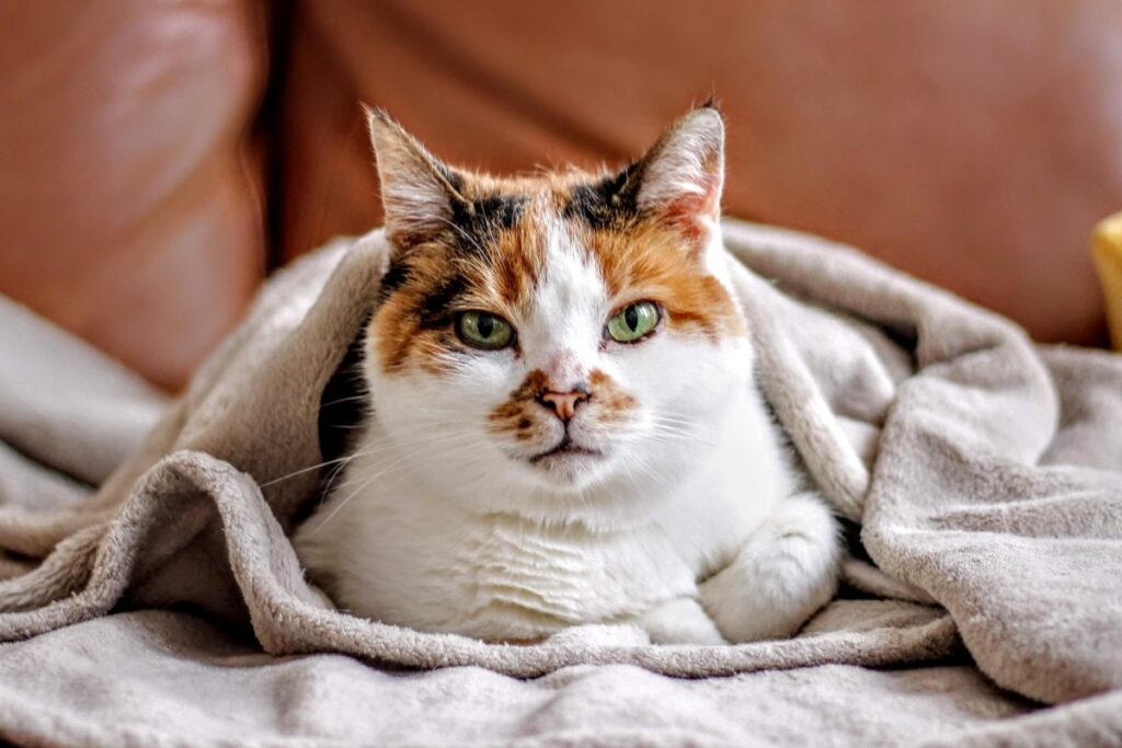 gatto sotto la coperta