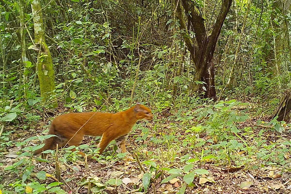 gatto-dorato-nella-foresta