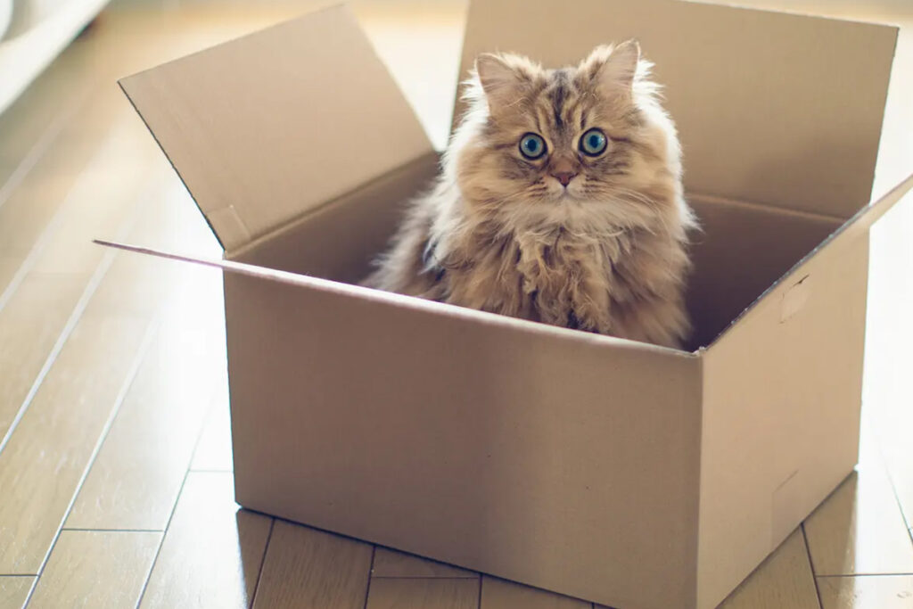 gatti amano le scatole perché ci giocano