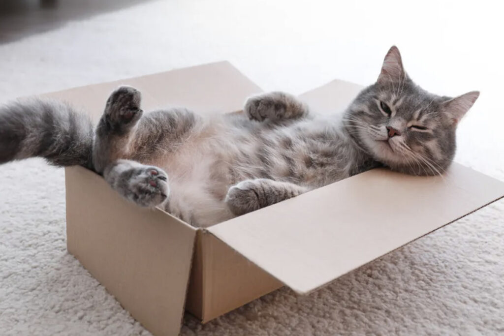 gatti amano le scatole più delle cucce