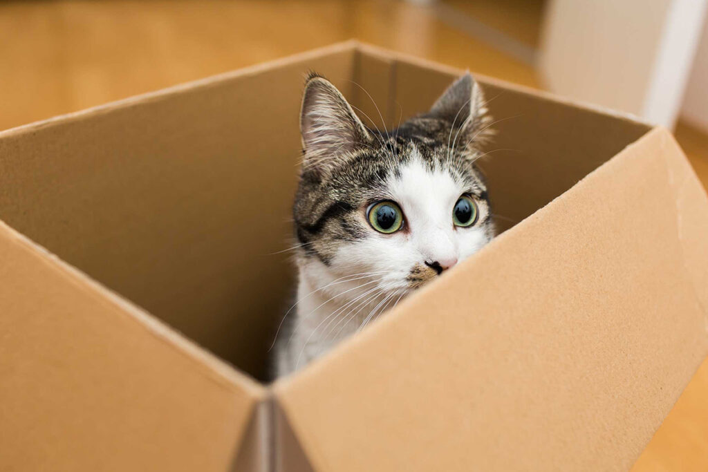 gatti amano le scatole per attaccare