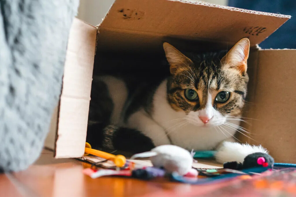 gatti amano le scatole perché sono cacciatori