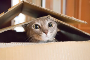 i gatti amano le scatole perché sono nascondigli perfetti
