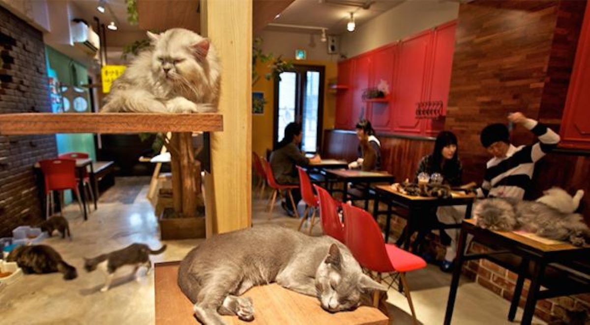 gatti-al-cat-cafè