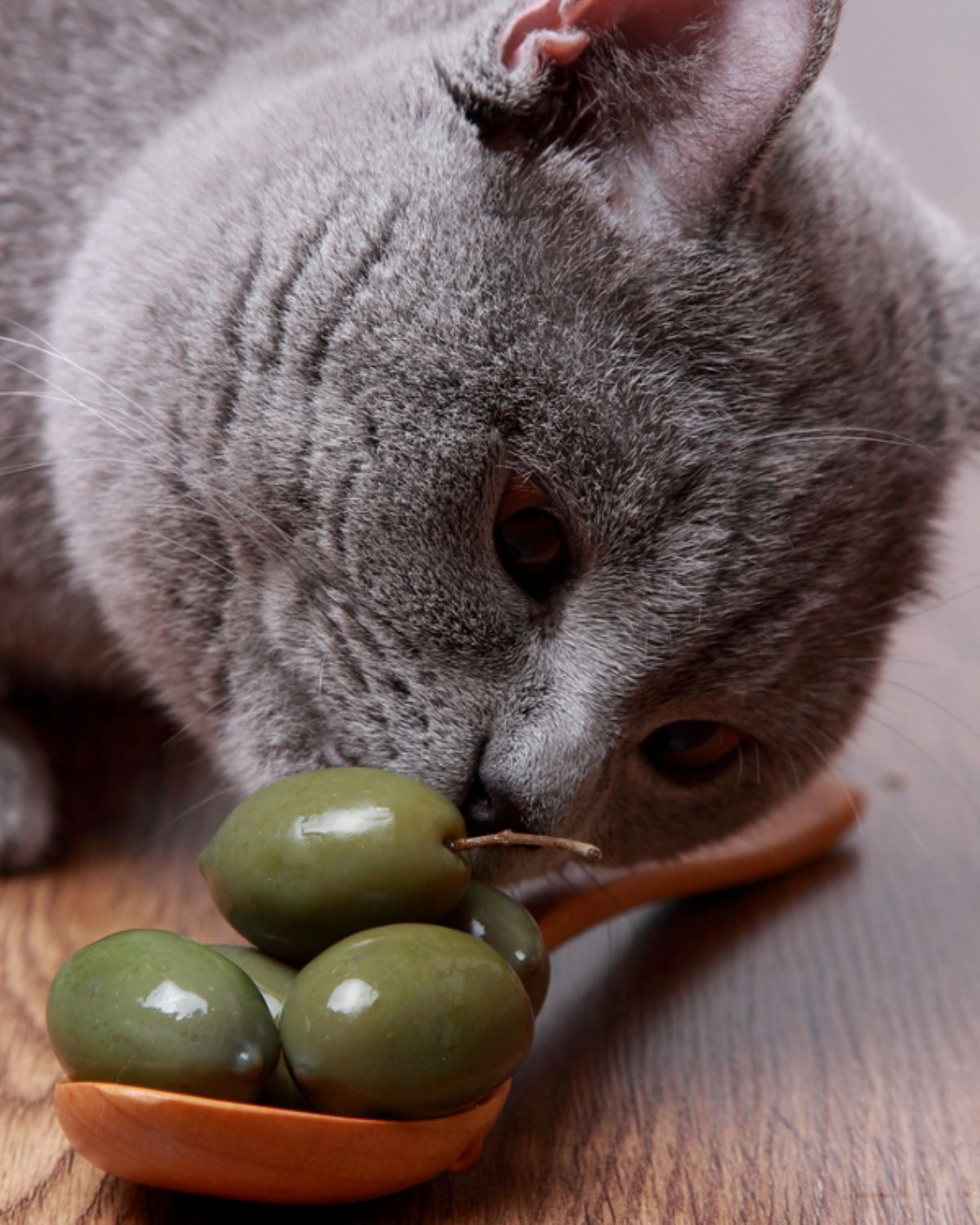 gatto-con-olive