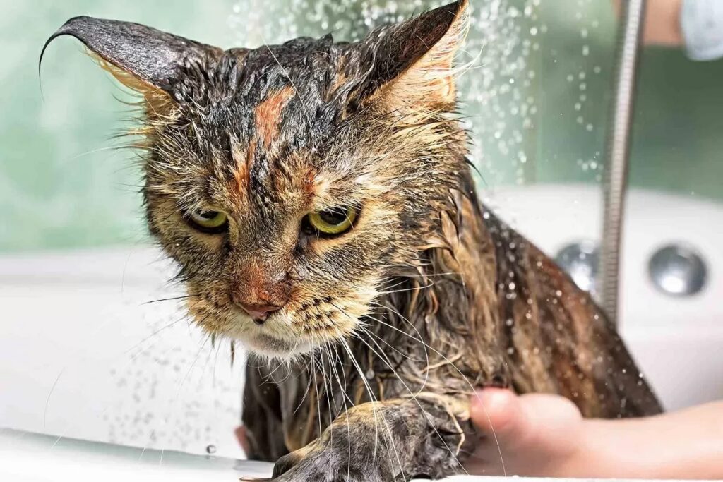 gatto sotto la doccia