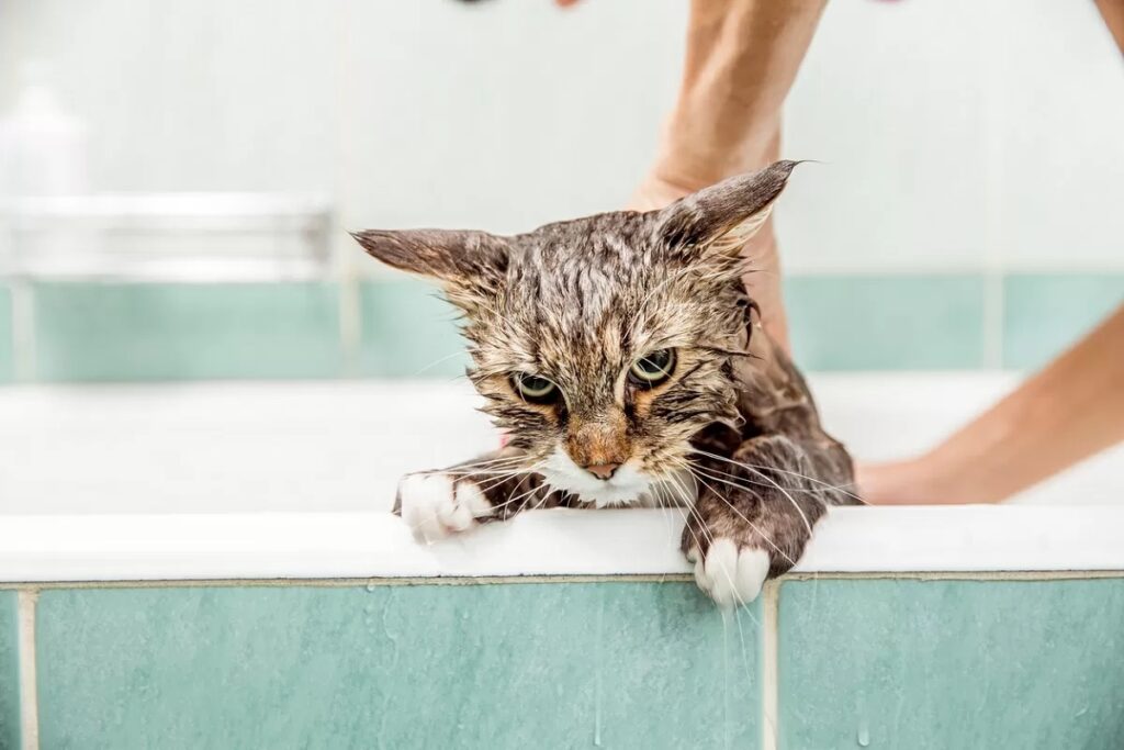 gatto che non vuole lavarsi