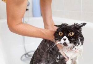 gatto che non è felice di stare nella vasca da bagno