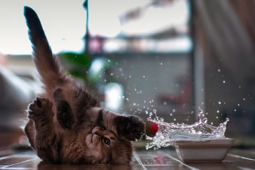 gatto che gioca con l'acqua
