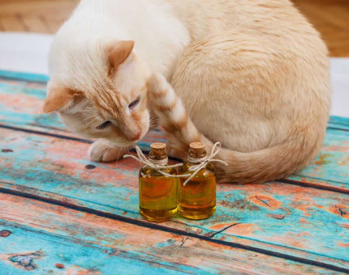 gatto-con-bottiglietta-di-olio