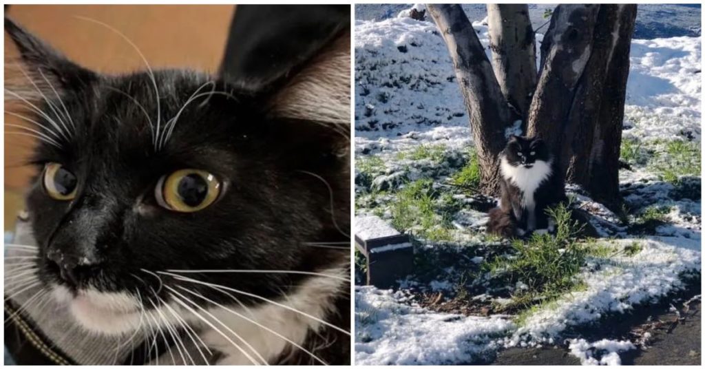 Gatti selvatici trovano famiglia