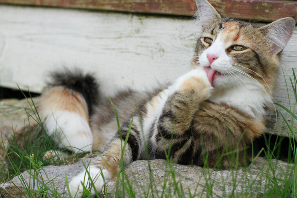 gatto si lecca in giardino