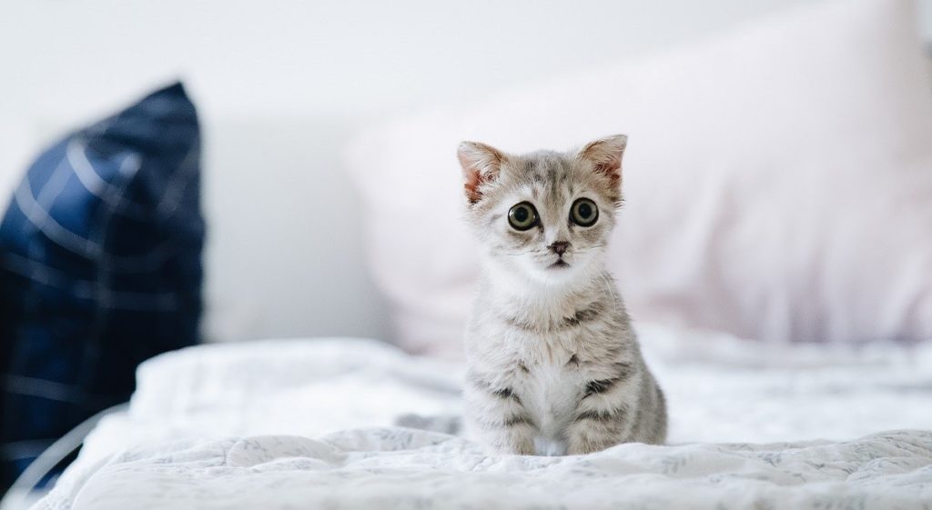 un gattino piccolo