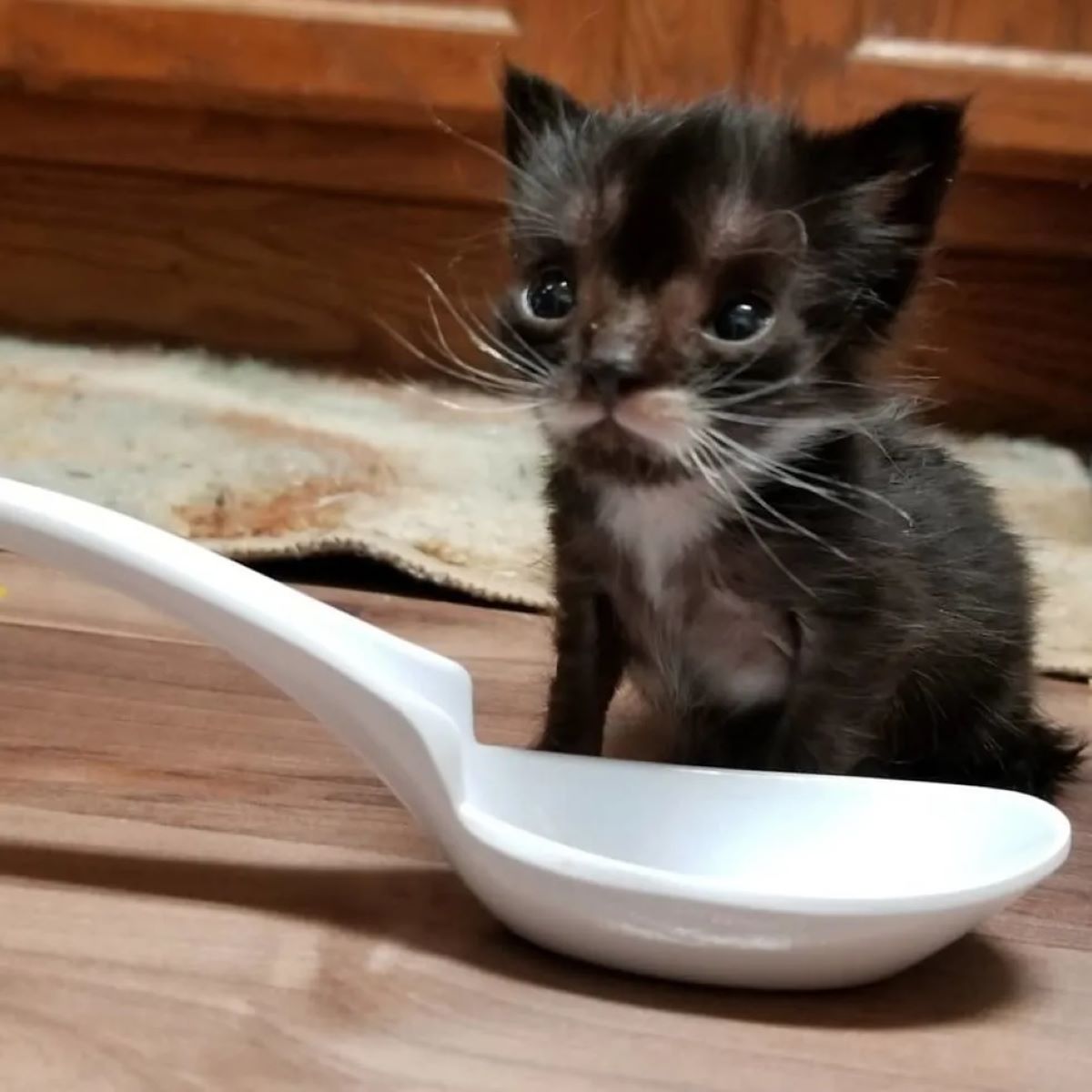 gattino-dimensioni-cucchiaino