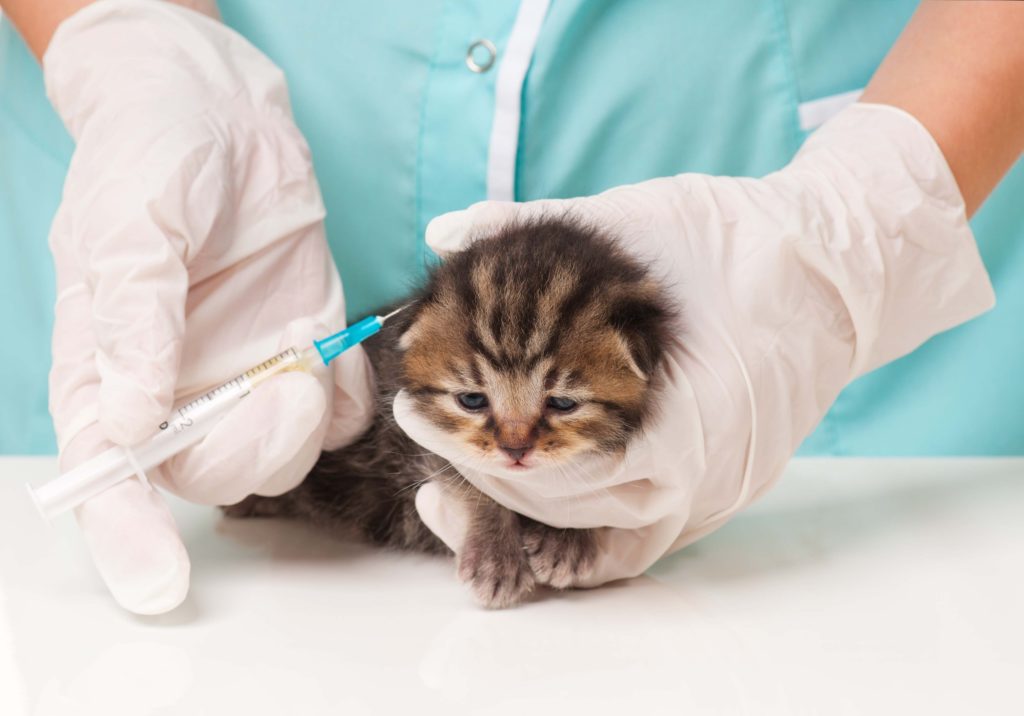 gattino-vaccino