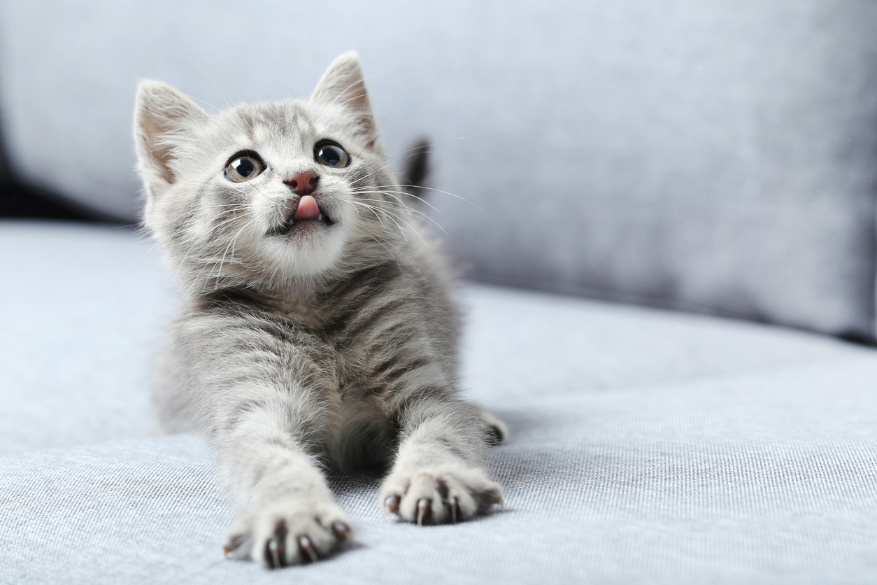 gattino aspetta il suo umano