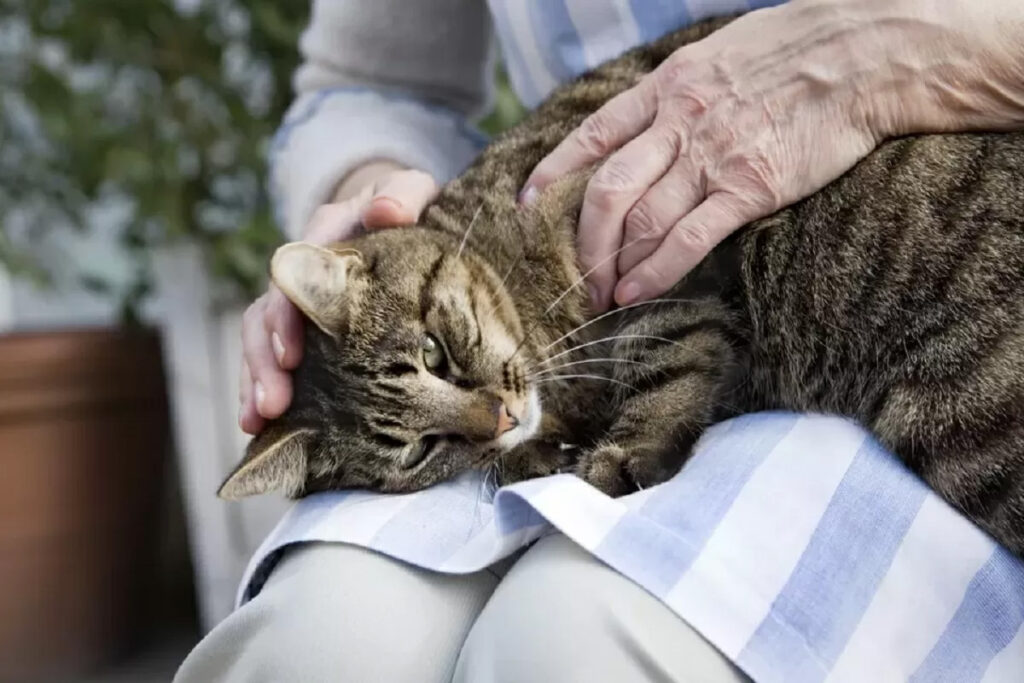 gatto anziano si rilassa sulle gambe della padrona perché barcolla