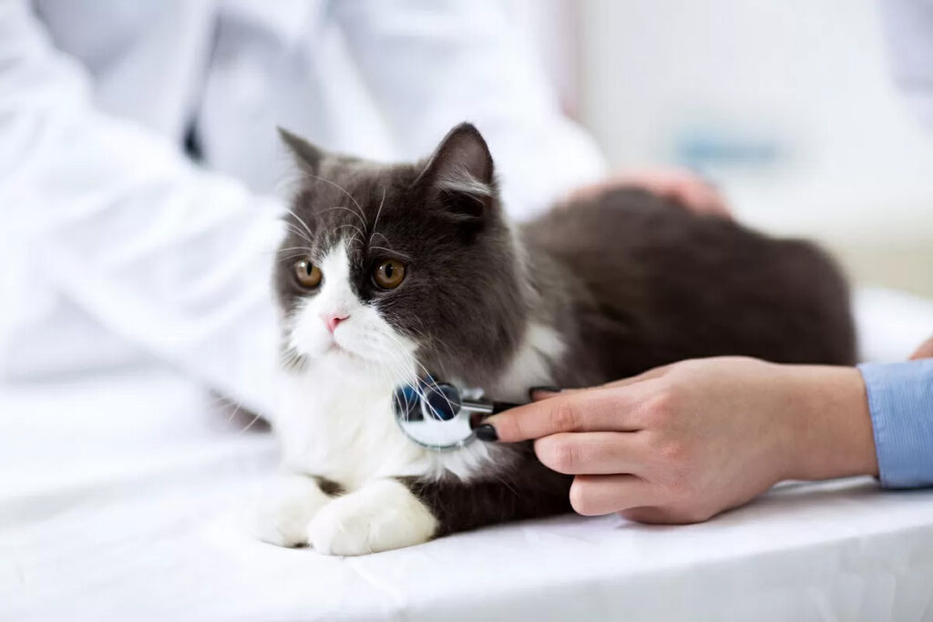 gatto anziano che barcolla dal veterinario