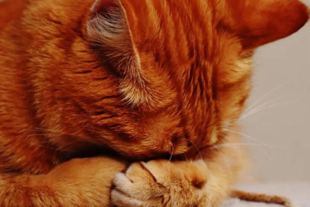 gatto stressato perché barcolla