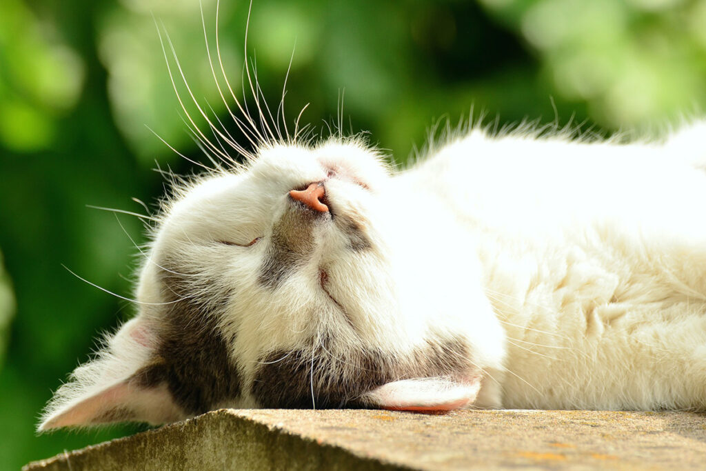 gatto anziano che barcolla si riposa