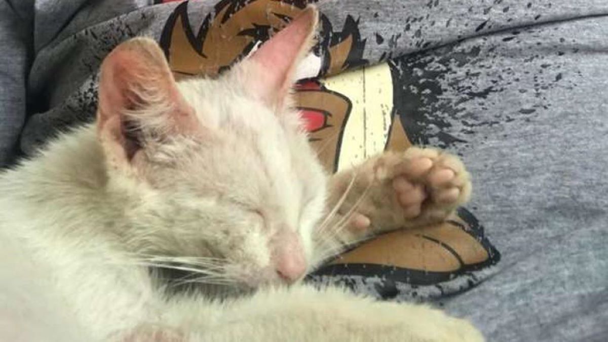 gatto-che-fa-un-sonnellino