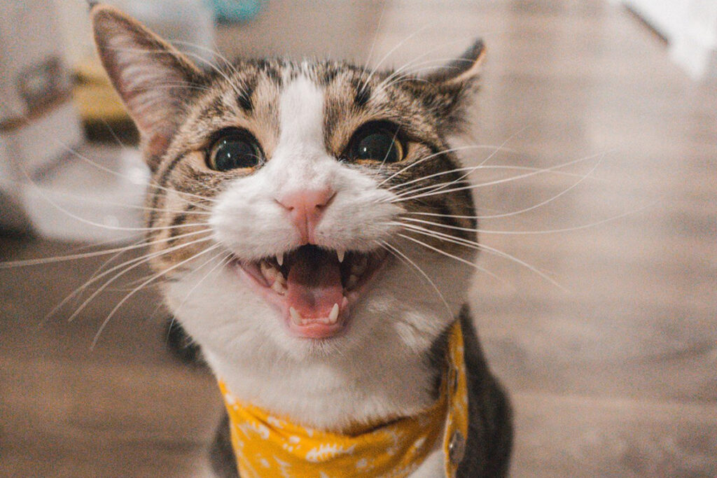 gatto con bandana gialla