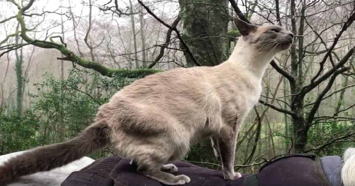 Il gatto che sussurra al cavallo