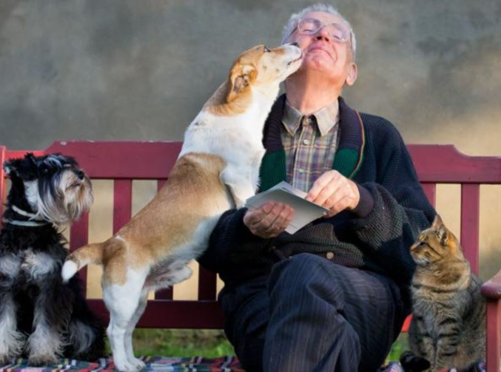 gatto-e-cani-con-anziano