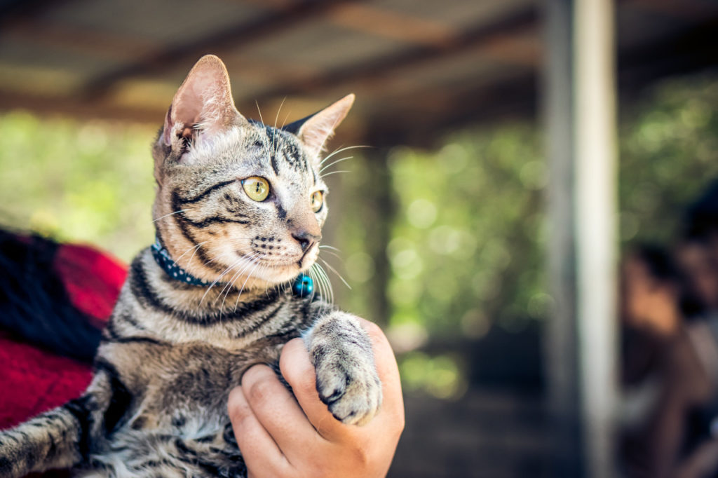 Gatti, perché il collarino con campanello non va usato