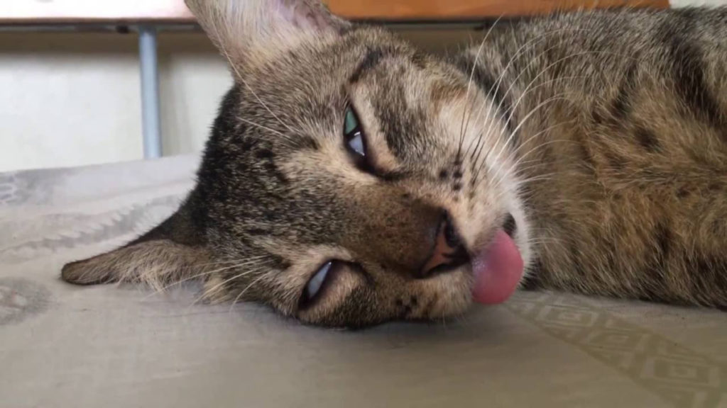 gatto-dorme-occhi-semi-aperti