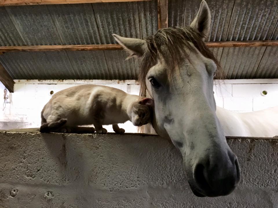 gatto-che-accarezza-cavallo