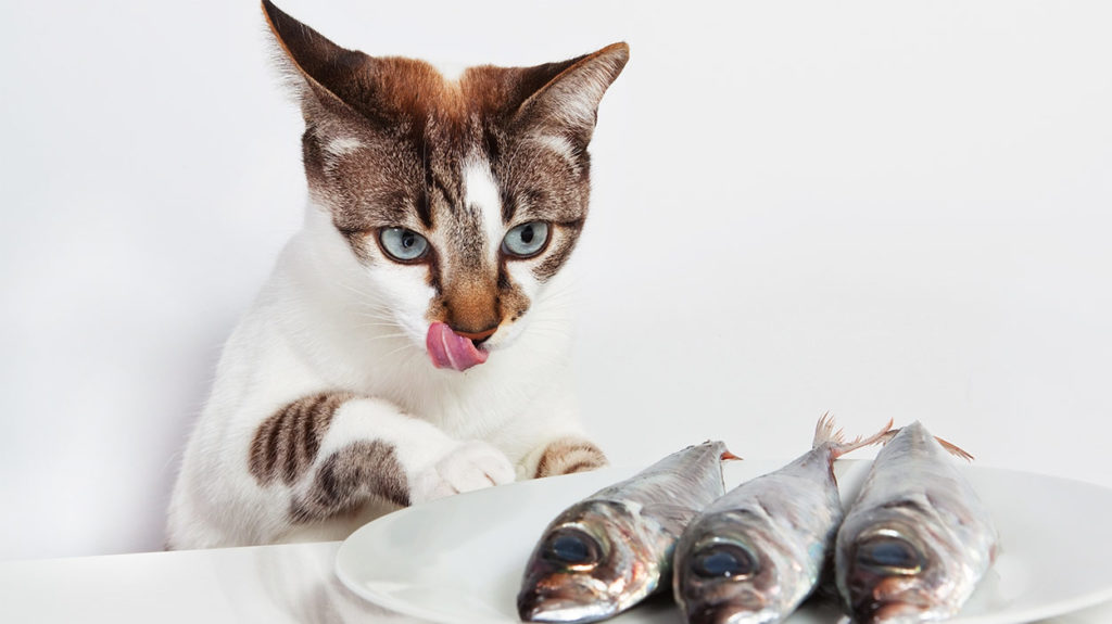 Perché i gatti amano il pesce?