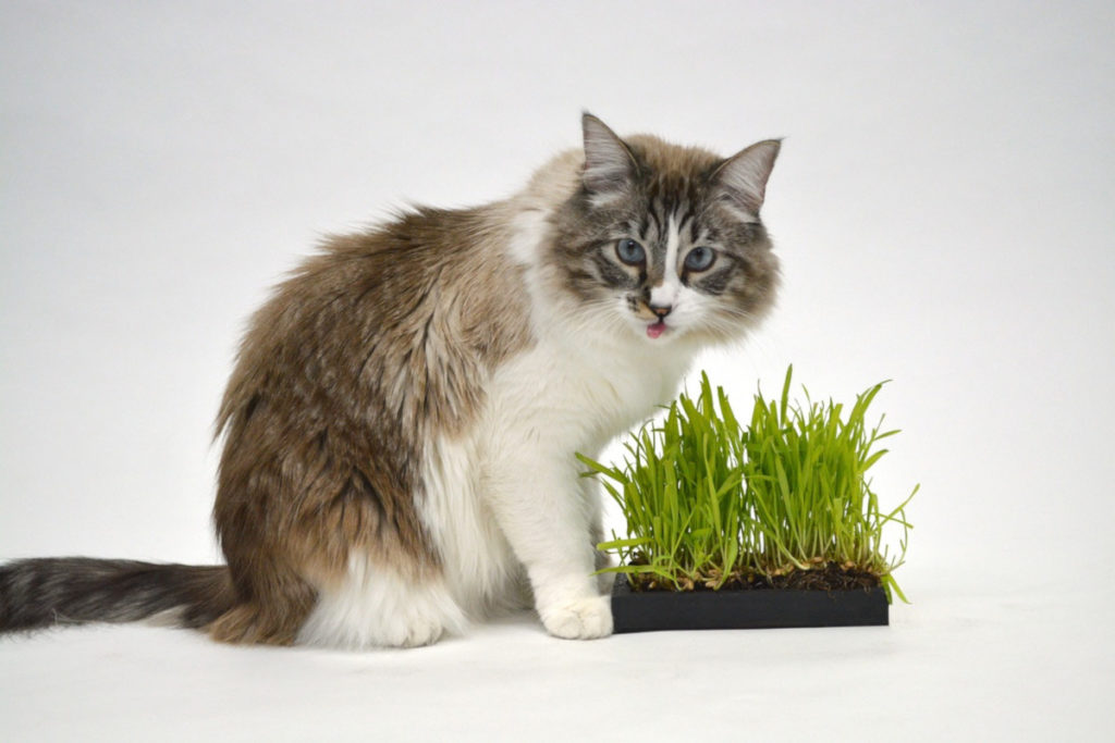 Perché i gatti mangiano l’erba?