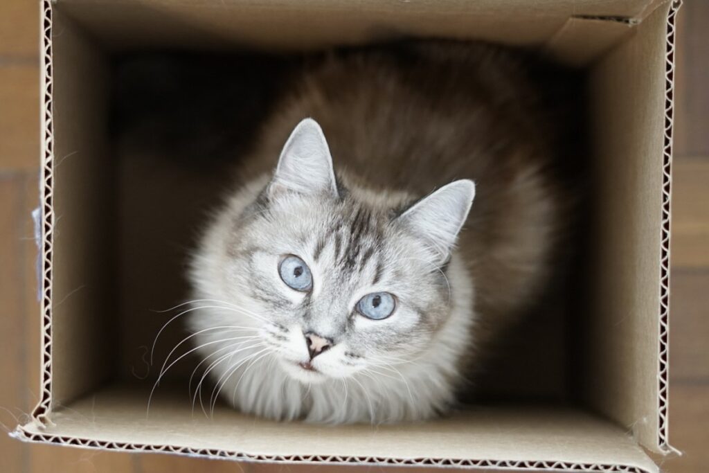 gatto in uno scatolo