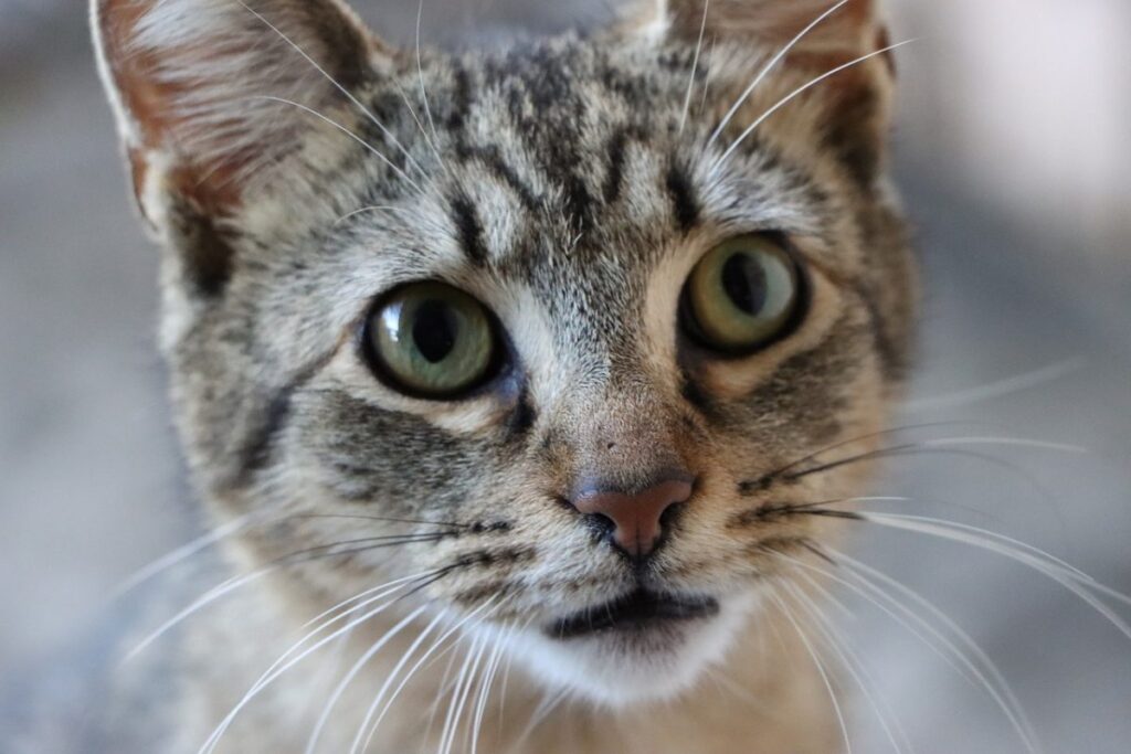 gatto che guarda all'insù