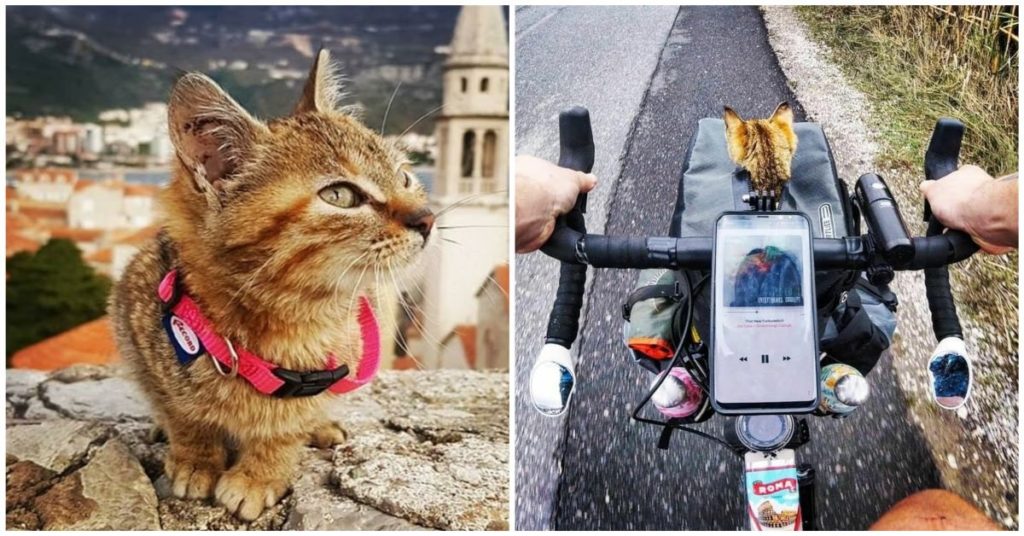 Gatto gira il mondo in bicicletta