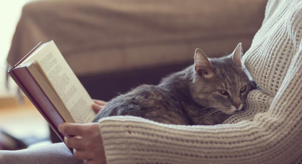 gatto-che-vuole-coccole