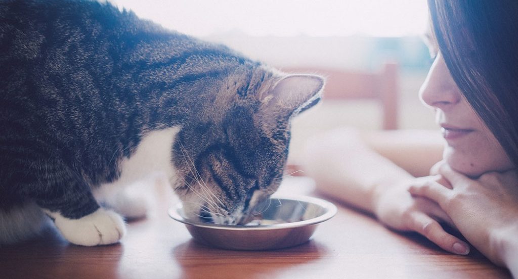 gatto mangia davanti a padrona