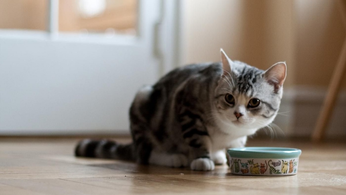 Gatto inappetente: cosa fare?