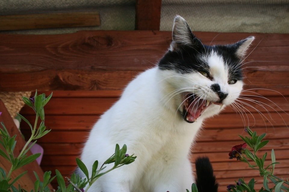 Cosa fare se il gatto è agitato e iperattivo, soprattutto la sera