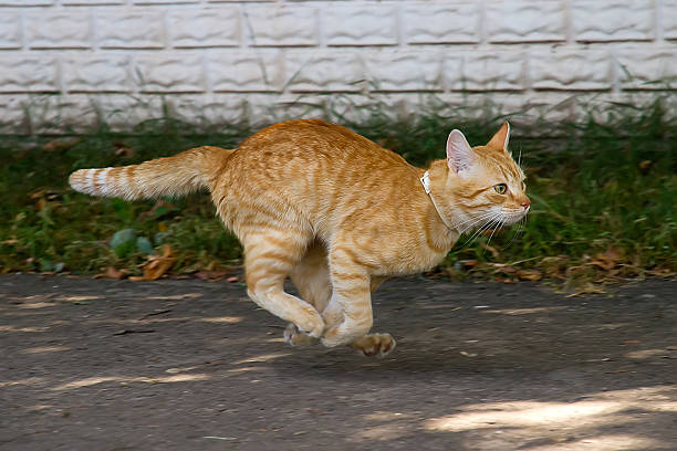 Gatto iperattivo: come riconoscerlo e calmarlo